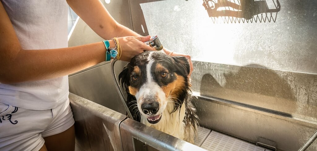 Camping avec Canidouche pour Chien Pyrennées orientales ( FR)